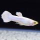 Srilankan Snow White Guppy