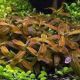 Staurogyne Sp. Brown