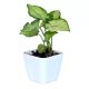 Syngonium 'Cream Allusion'