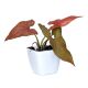Syngonium Pink Schott