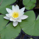 White Lotus