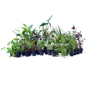 Assorted Aquatic Plant Pots
