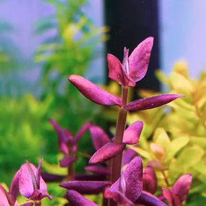 Bacopa Salzmannii purple SG