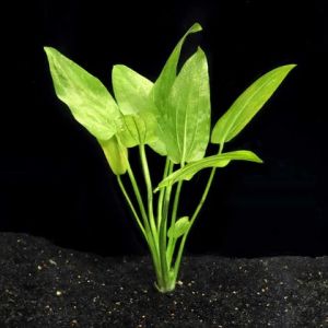 Echinodorus Cordifolius 