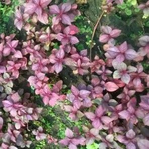 hemigraphis sp pink