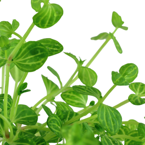 Lindernia Rotundifolia 'Variegated'