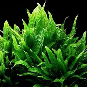 Java Fern Wrinkled Leaf