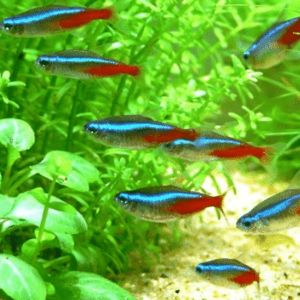 Buy Tetra Fish Online fish Store