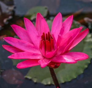 Red Water Lily