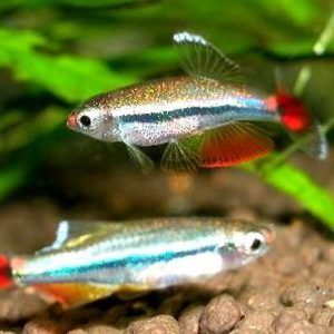 White Cloud Mountain minnow Fish for Sale