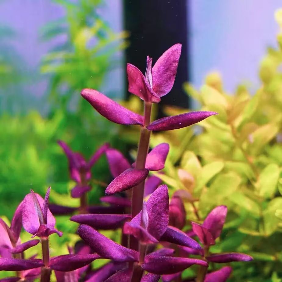 Bacopa Salzmannii Purple SG Tissue culture Aquatic Plant