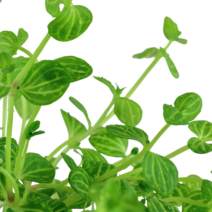 Lindernia rotundifolia 'Variegated'