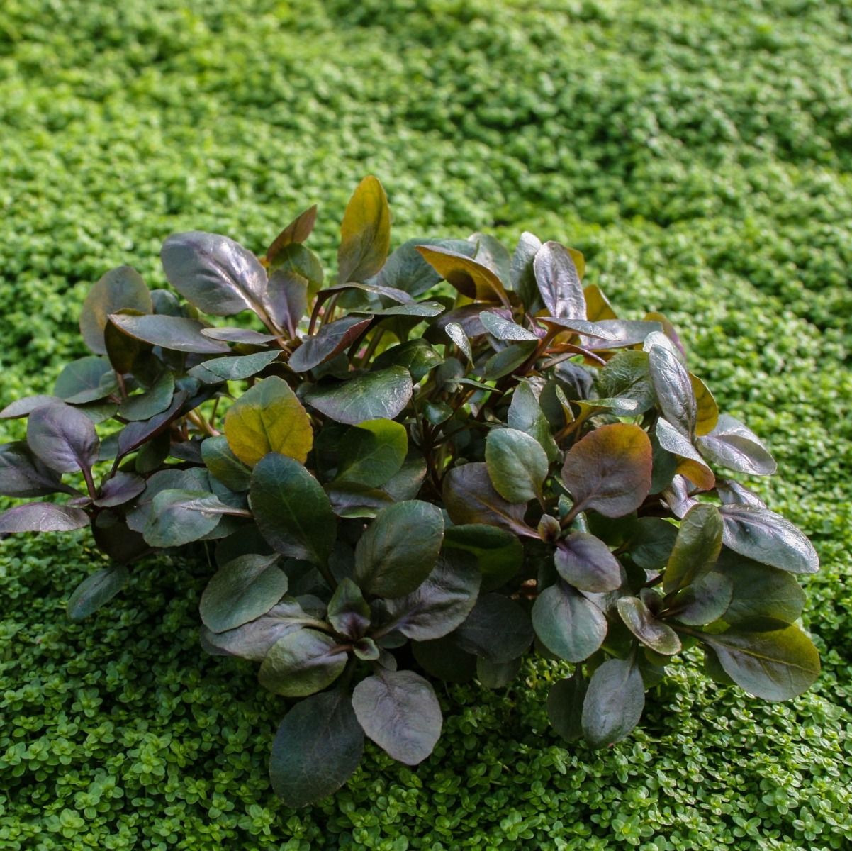 Cardinal plant aquarium best sale