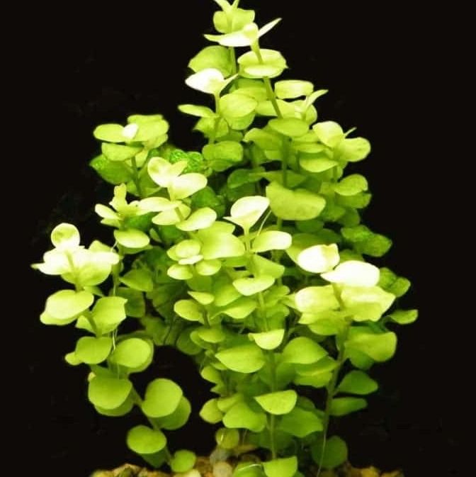 Lysimachia nummularia 'Aurea'