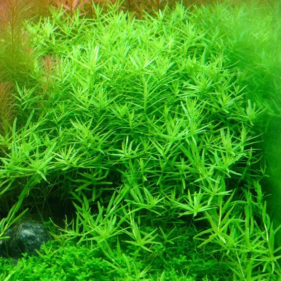 Rotala sp. 'Green'