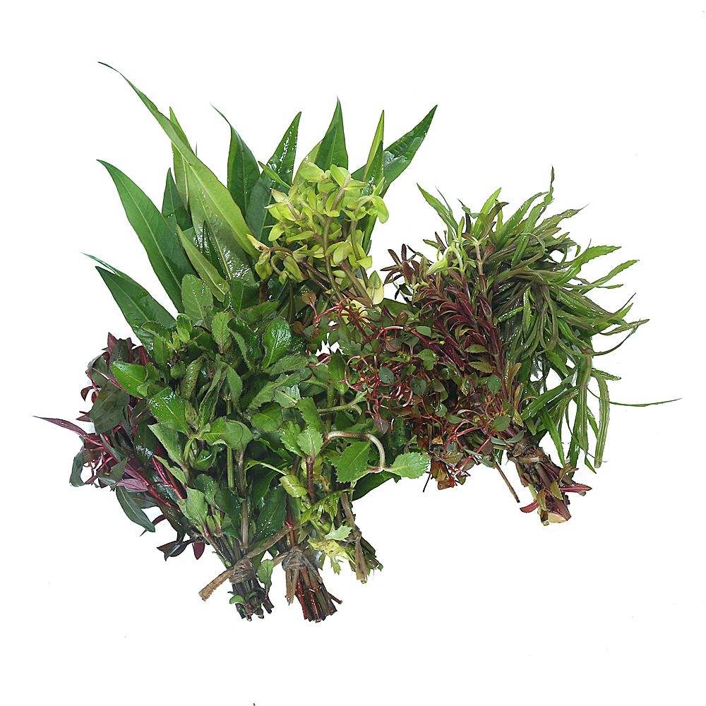 Buy Aquarium Plants Combo Pack online Bunnycart