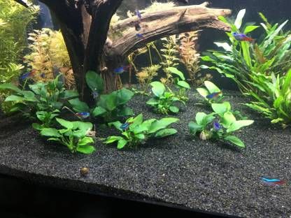 Substrate Sand In Goldfish Tank Sand In Goldfish Tank Black Sugar