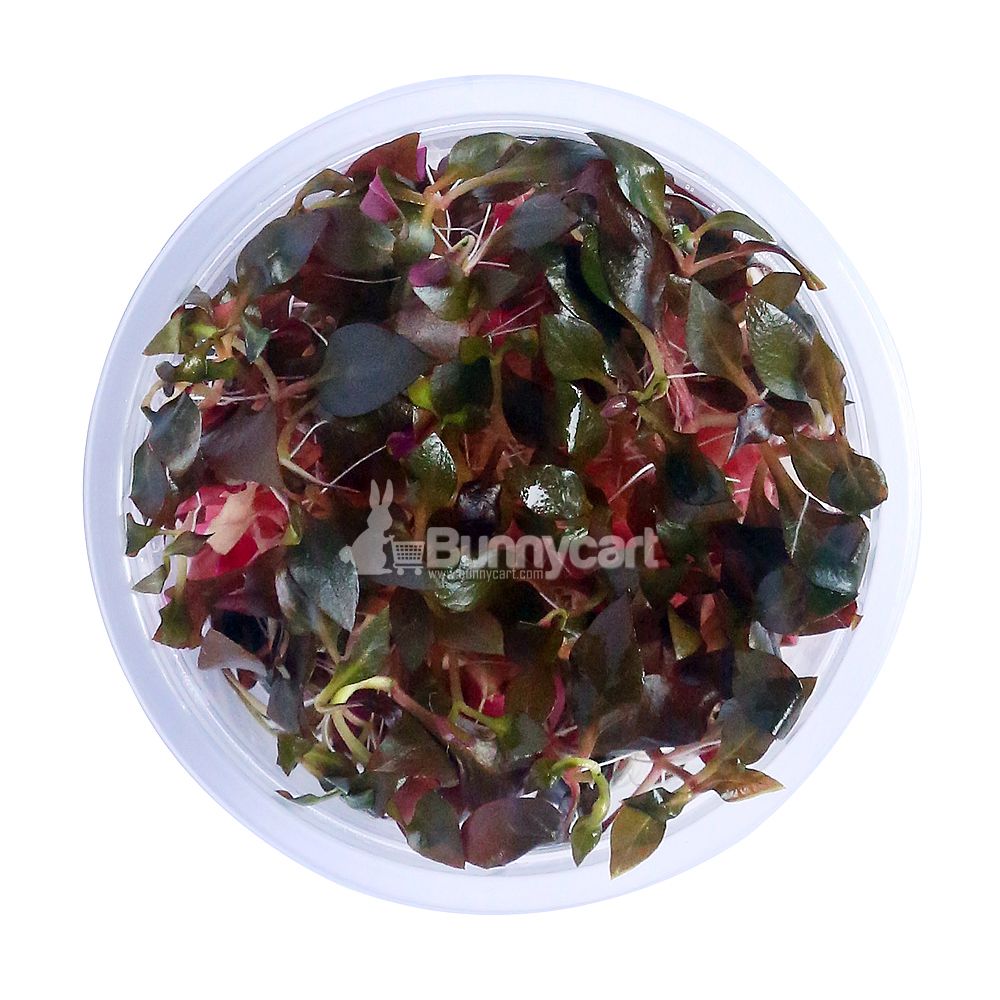 Buy Alternanthera reineckii 'Rosanervig' Tissue culture Aquatic Plant