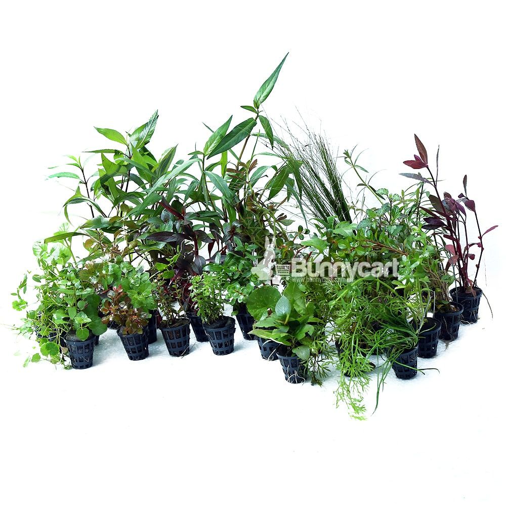 Aquarium online plant pots