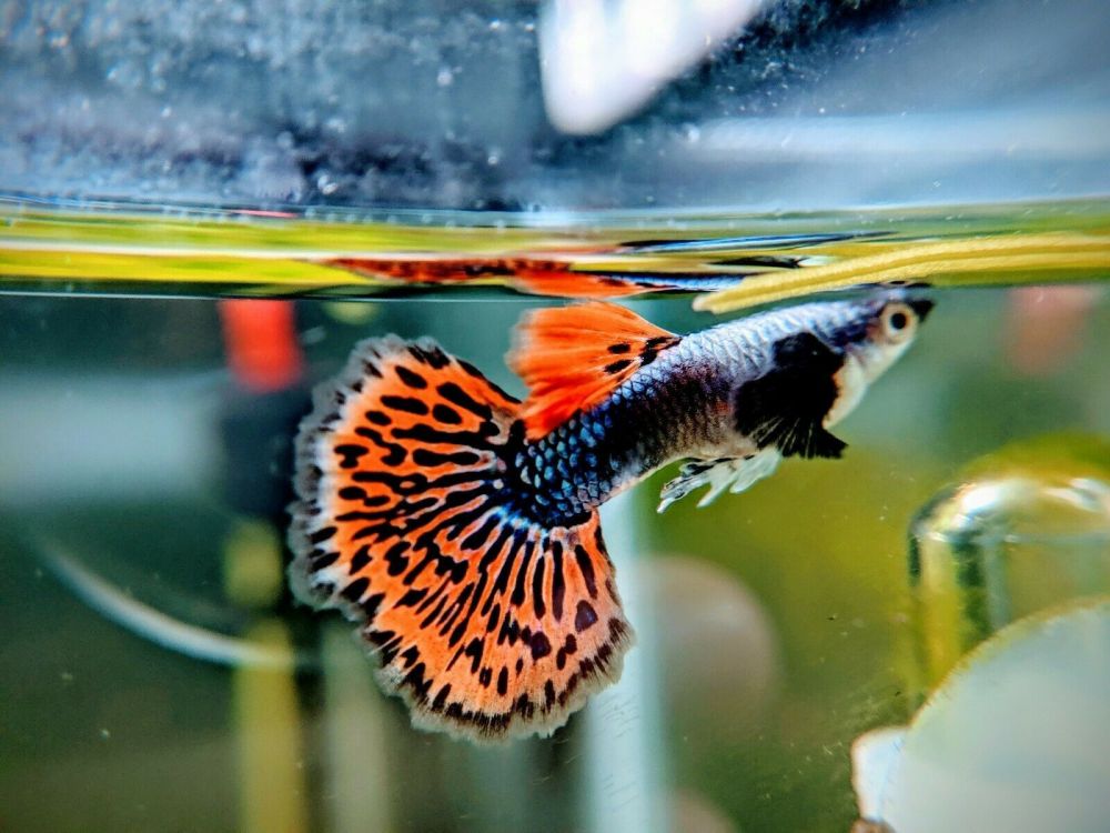 Guppy deals fish price