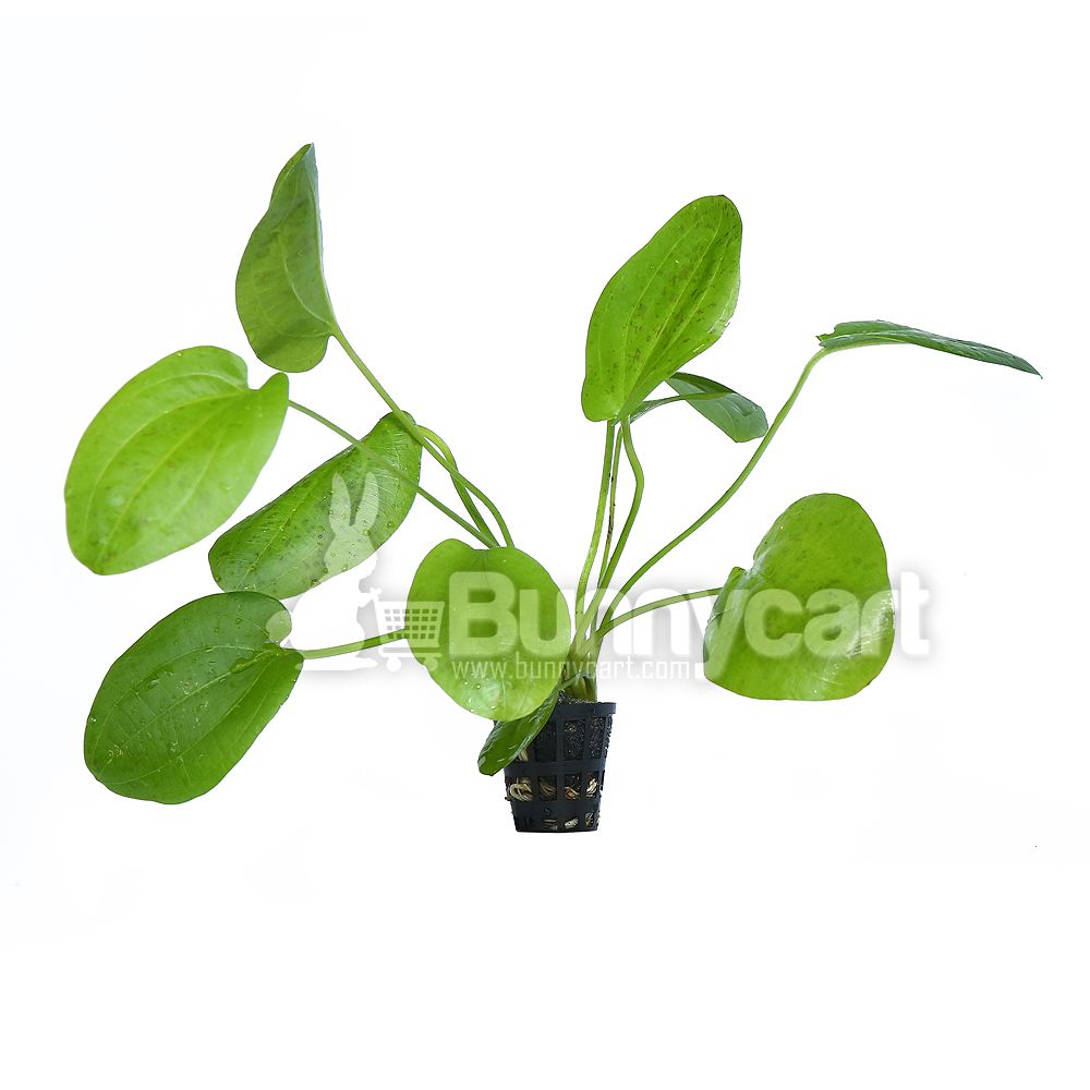 Echinodorus goldfish deals