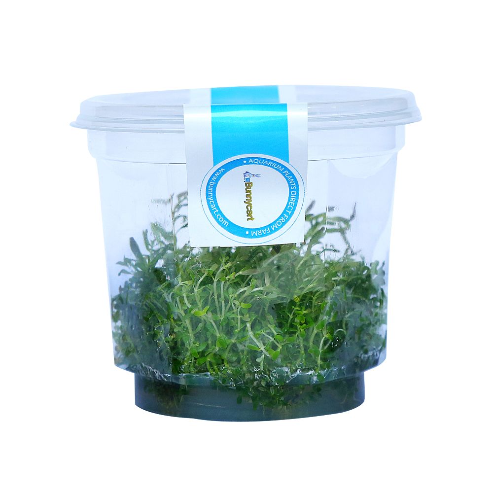 Petco freshwater plants cheap