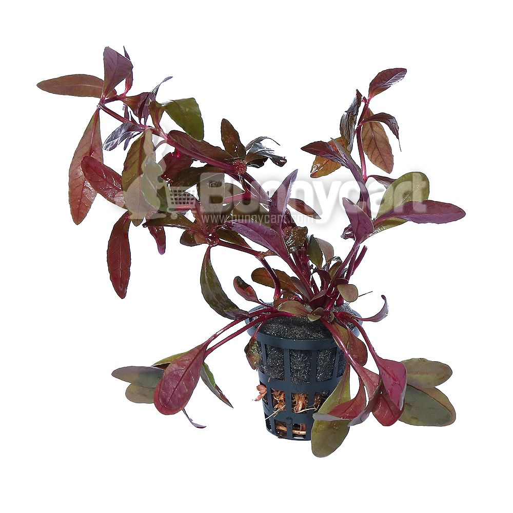 sessilis aquarium plant