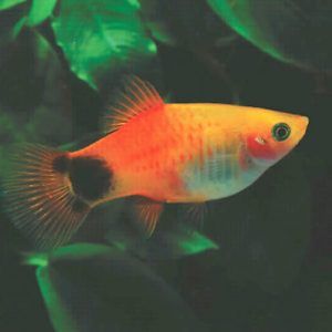 Mickey Mouse Platy - Buy online