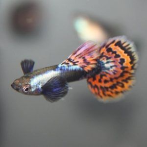 Dumbo ear guppy clearance care
