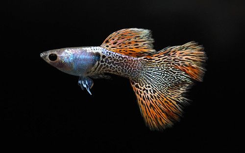 Buy Red Lace Guppy Online