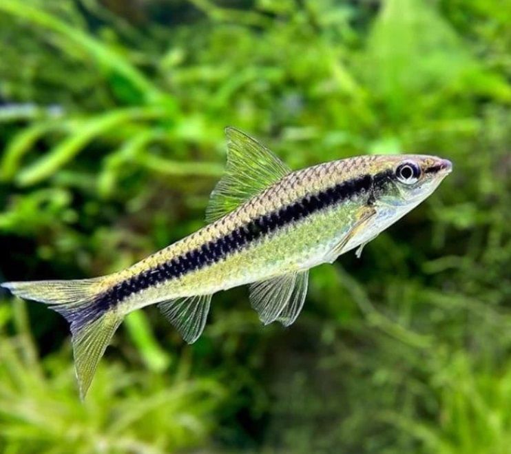 Buy algae eater fish top