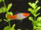 Albino Koi Swordtail