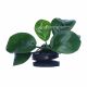 Anubias 'Butterfly'