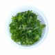 Bacopa Salzmannii 'Purple - Tissue Culture Aquarium Plant