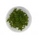 Bacopa Salzmannii 'Purple' (SG) - Tissue culture Aquatic Plant