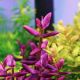 Bacopa Salzmannii 'Purple' (SG) - Tissue culture Aquatic Plant