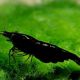 Black Sakura Shrimp