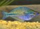 Blue Rainbowfish