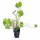 Brazilian pennywort