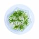 Cryptocoryne parva - Tissue Culture Aquatic Plant