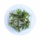 Cryptocoryne wendtii 'Green' - Tissue Culture Aquarium Plant