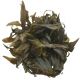 Cryptocoryne wendtii tropica - Tissue culture Aquatic Plant