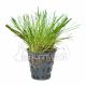 Dwarf Hairgrass