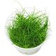  Eleocharis montevidensis - Tissue culture Aquatic Plant