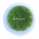 Elocharis parvula “Japanese”(Mini hair grass) - Tissue culture Aquatic Plant