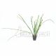 Equisetum japonicum