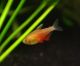 Flame Tetra