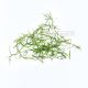Guppy Grass
