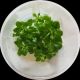 Lobelia cardinalis - Tissue Cultured Aquarium Plant