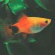 Mickey Mouse Platy